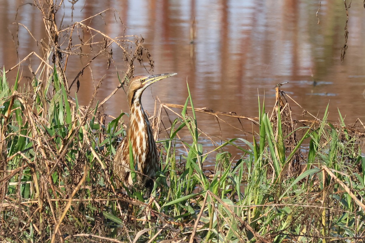 American Bittern - ML642779239