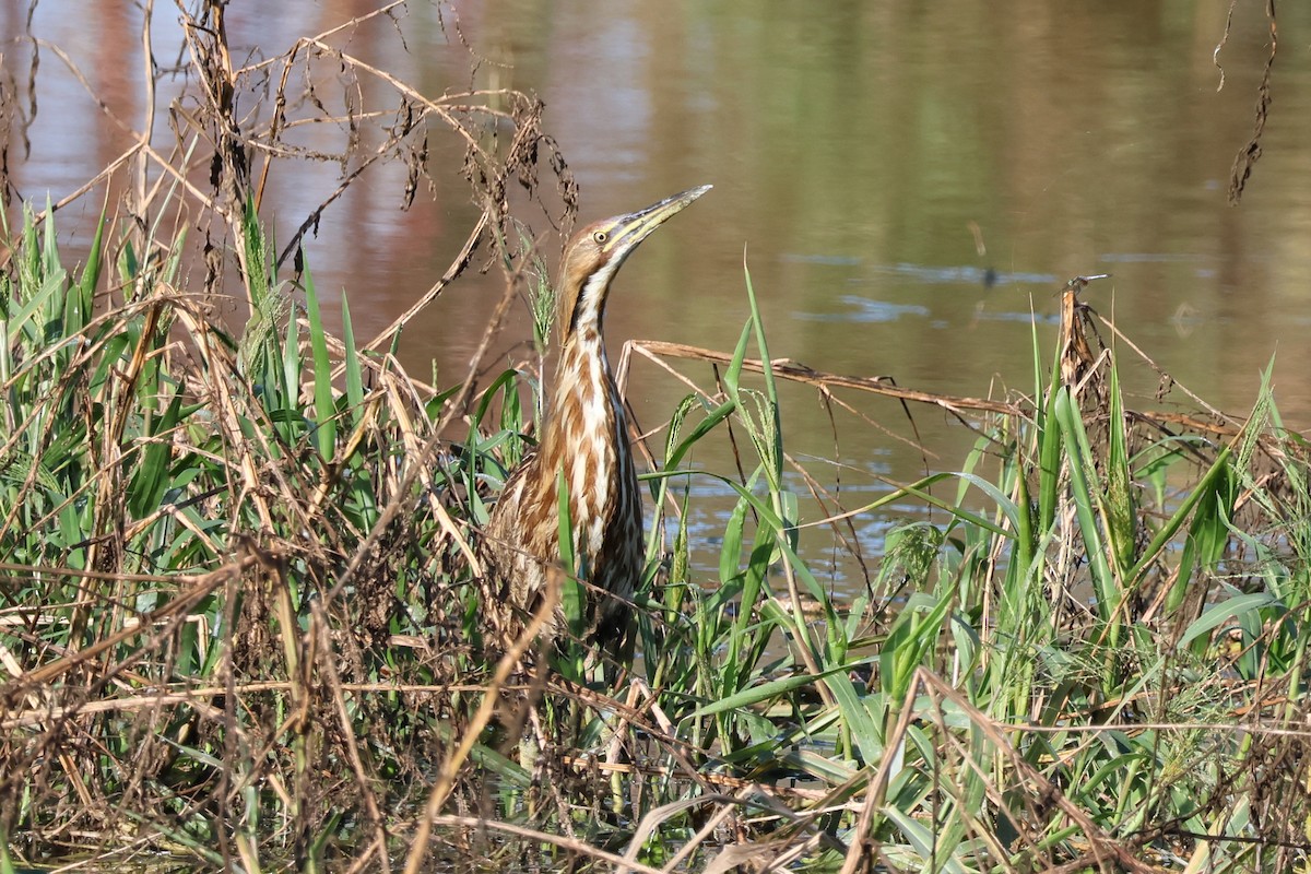 American Bittern - ML642779241