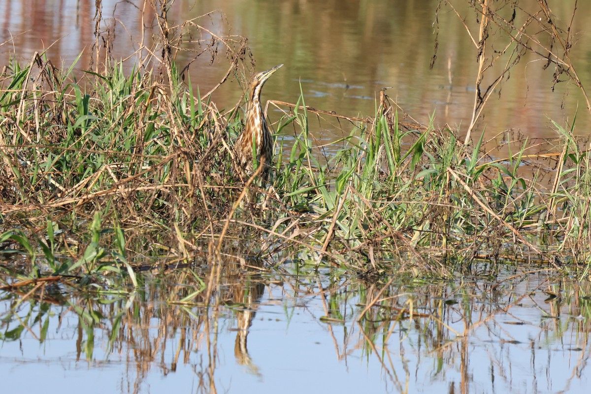 American Bittern - ML642779242