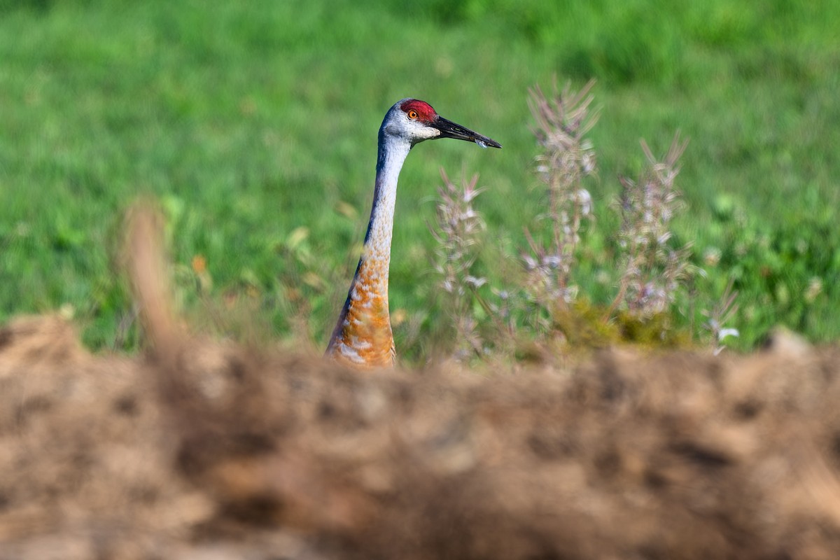 Sandhill Crane - Colin Peddle