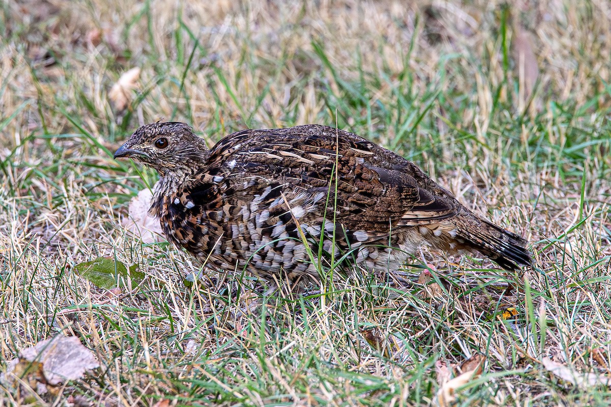 Ruffed Grouse - ML642779245