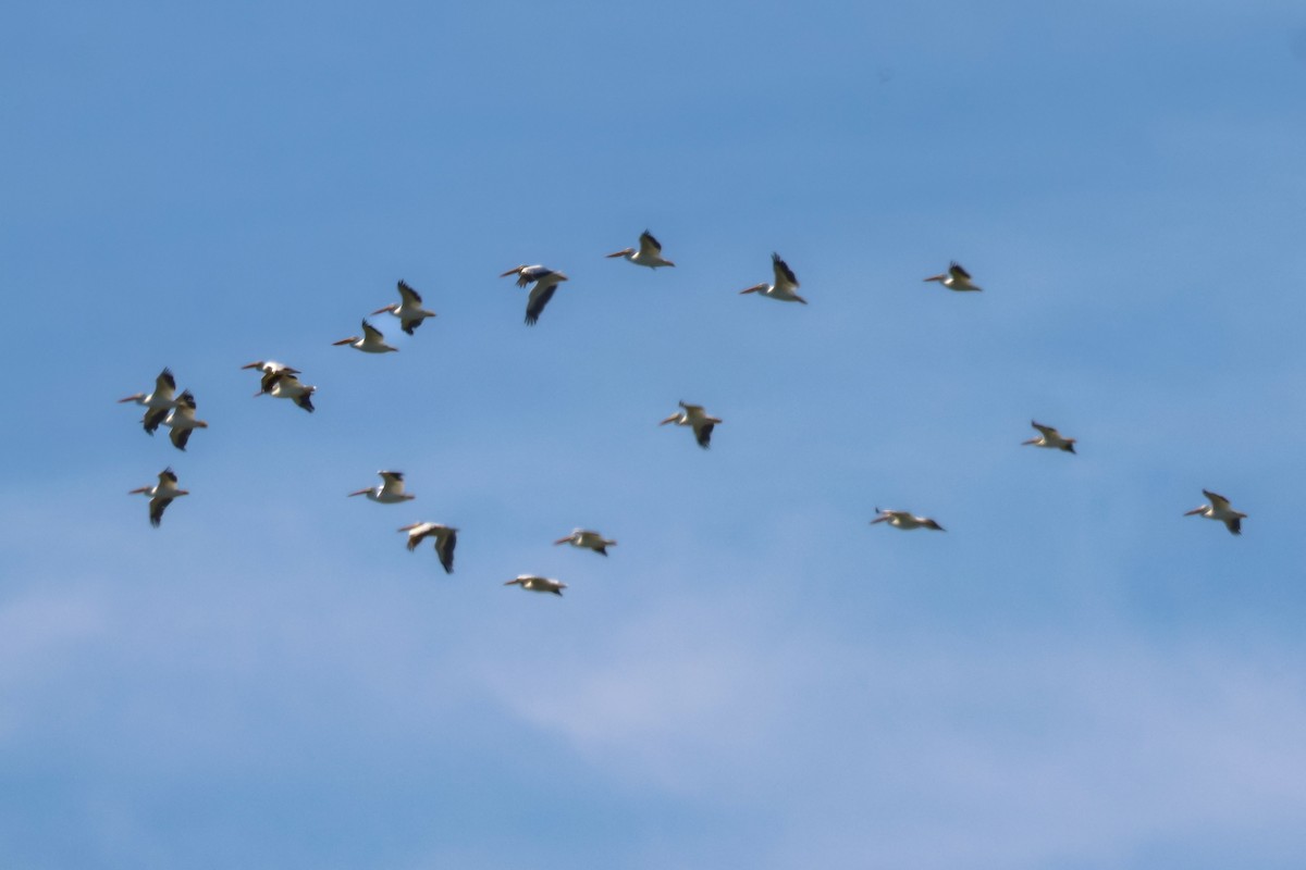 American White Pelican - ML642779247