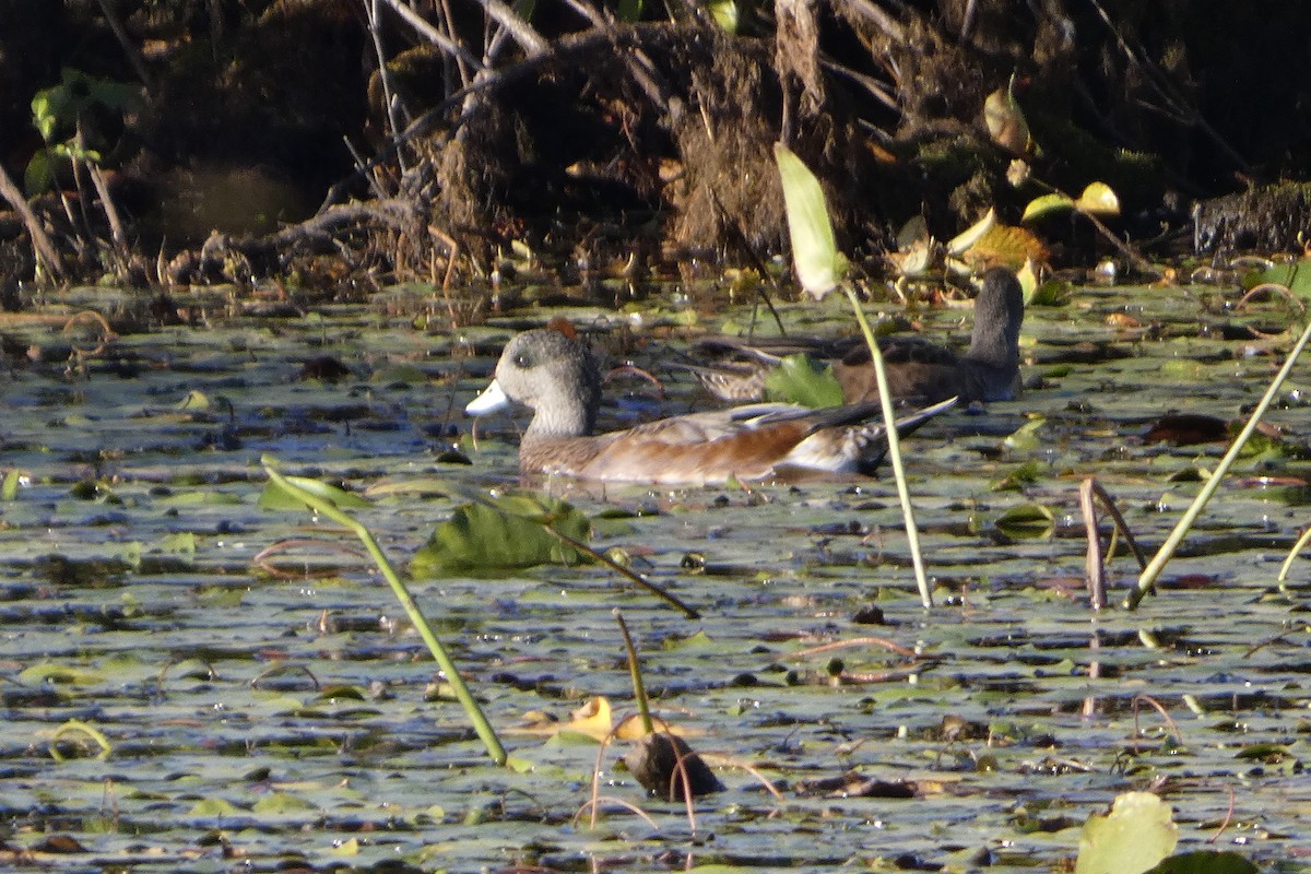 American Wigeon - ML642779249
