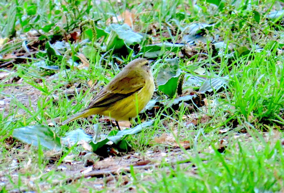 Palm Warbler - ML642779253