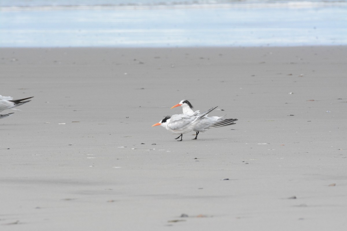 Elegant Tern - ML642779263
