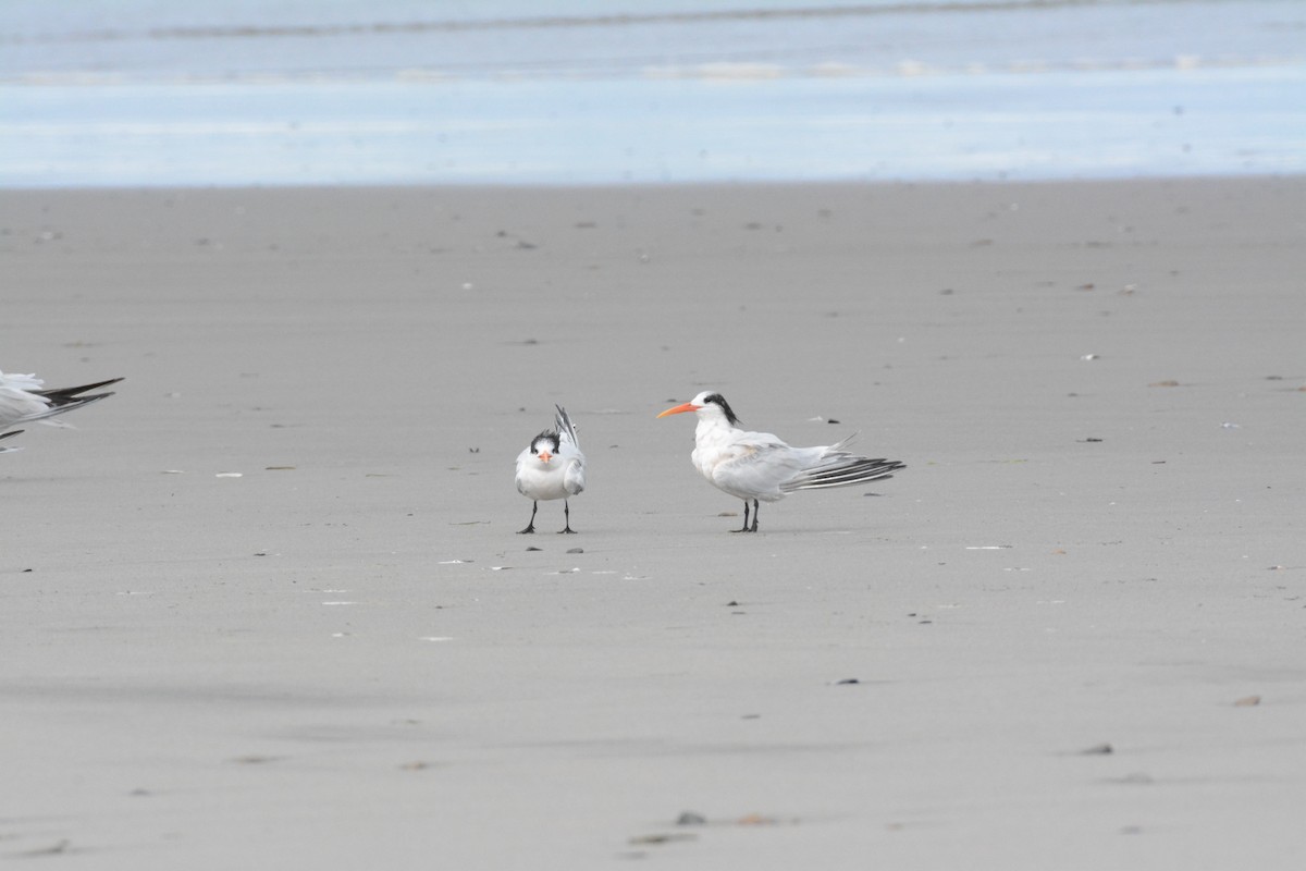 Elegant Tern - ML642779264