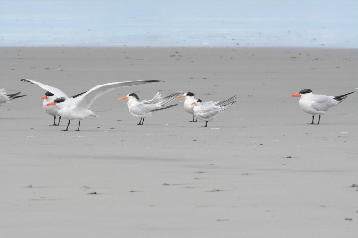 Elegant Tern - ML642779265