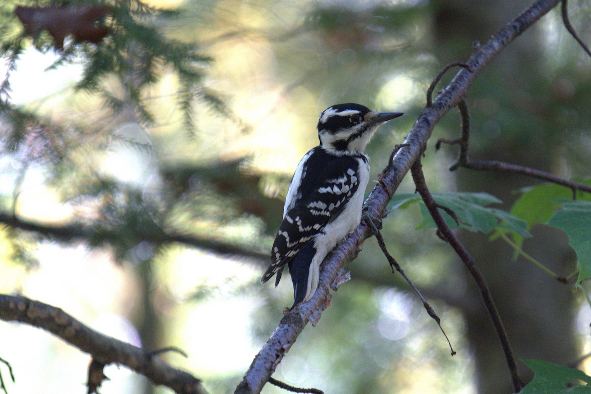 Hairy Woodpecker - ML642779267
