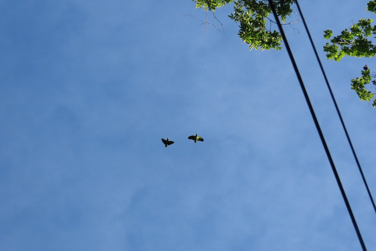 Red-lored Amazon - ML642779269