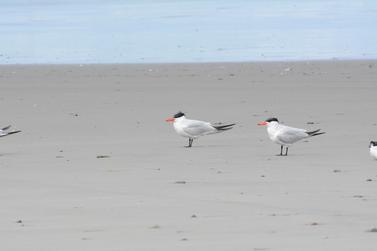 Caspian Tern - ML642779285