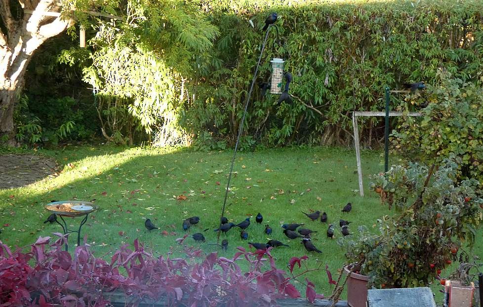 Common Grackle - ML642779286