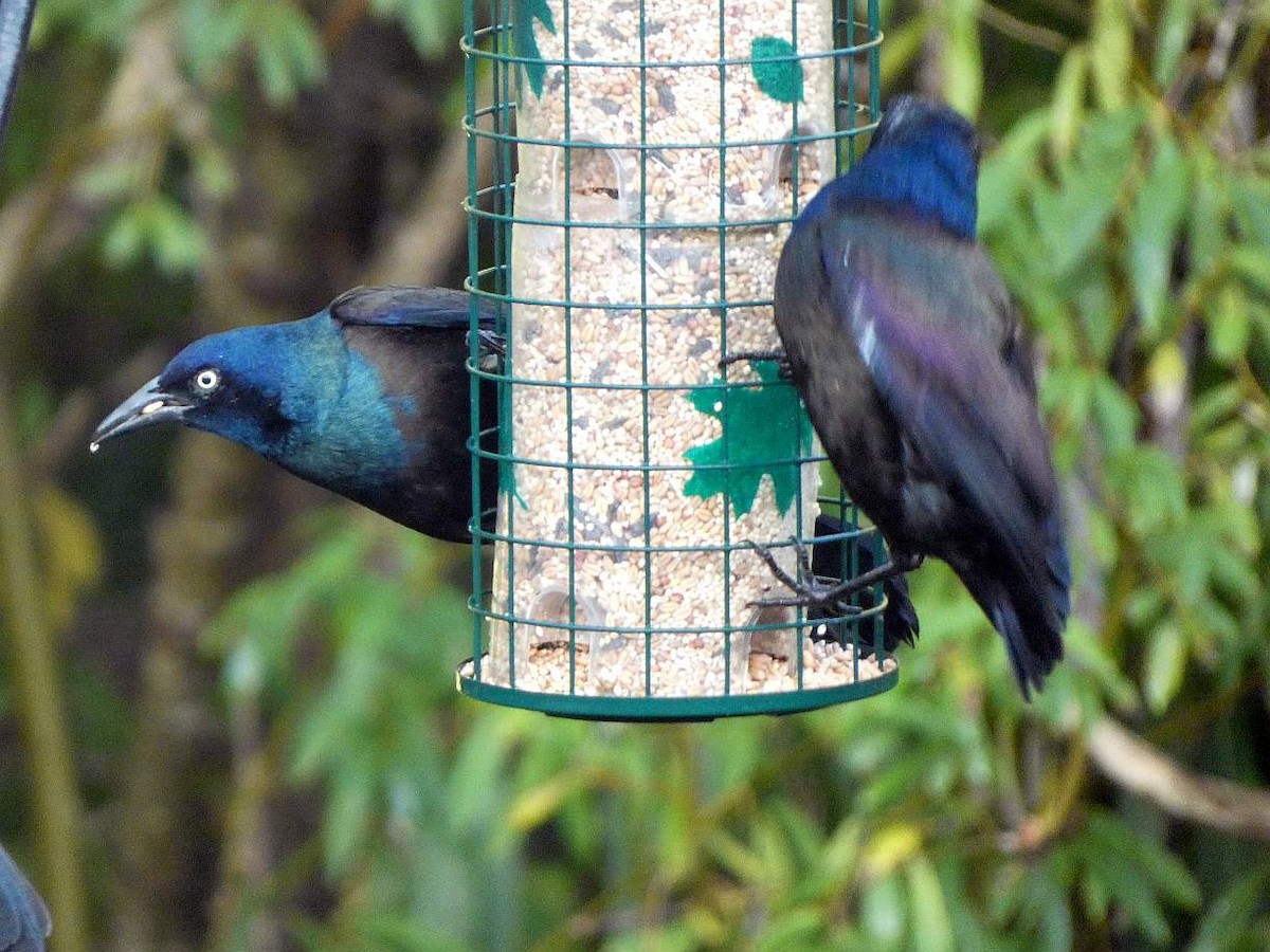 Common Grackle - ML642779287