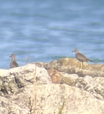 American Golden-Plover - ML642779289