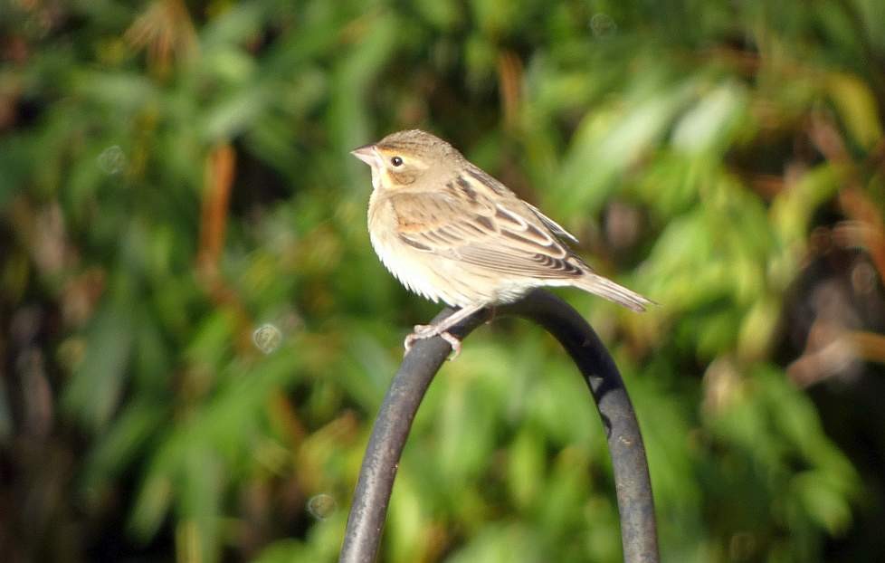 Dickcissel - ML642779311