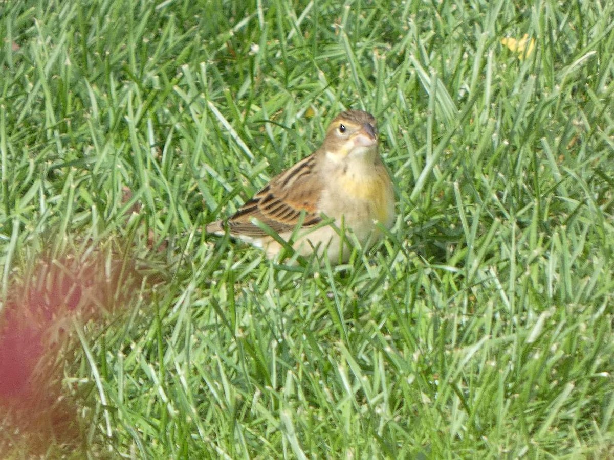 Dickcissel - ML642779312