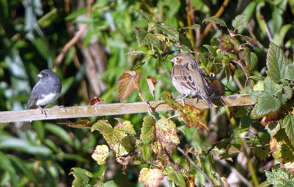 Dickcissel - ML642779313