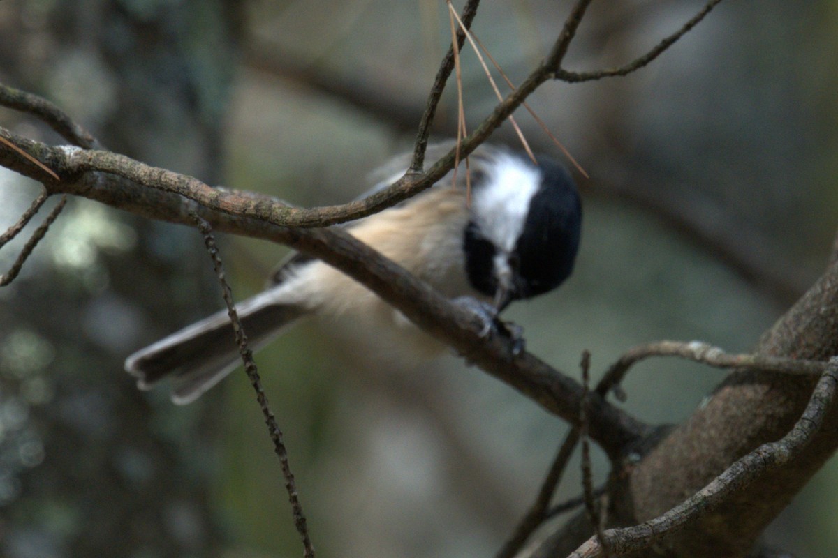 Black-capped Chickadee - ML642779319