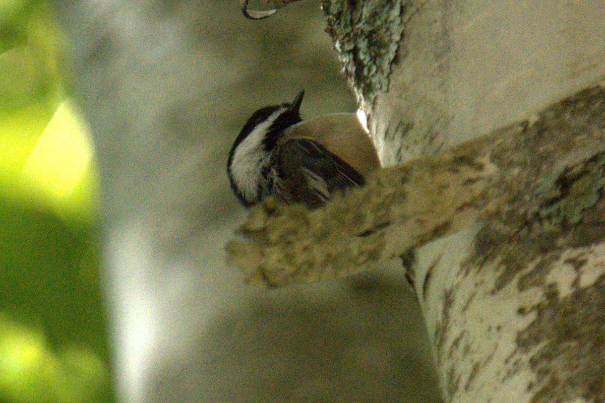 Black-capped Chickadee - ML642779320