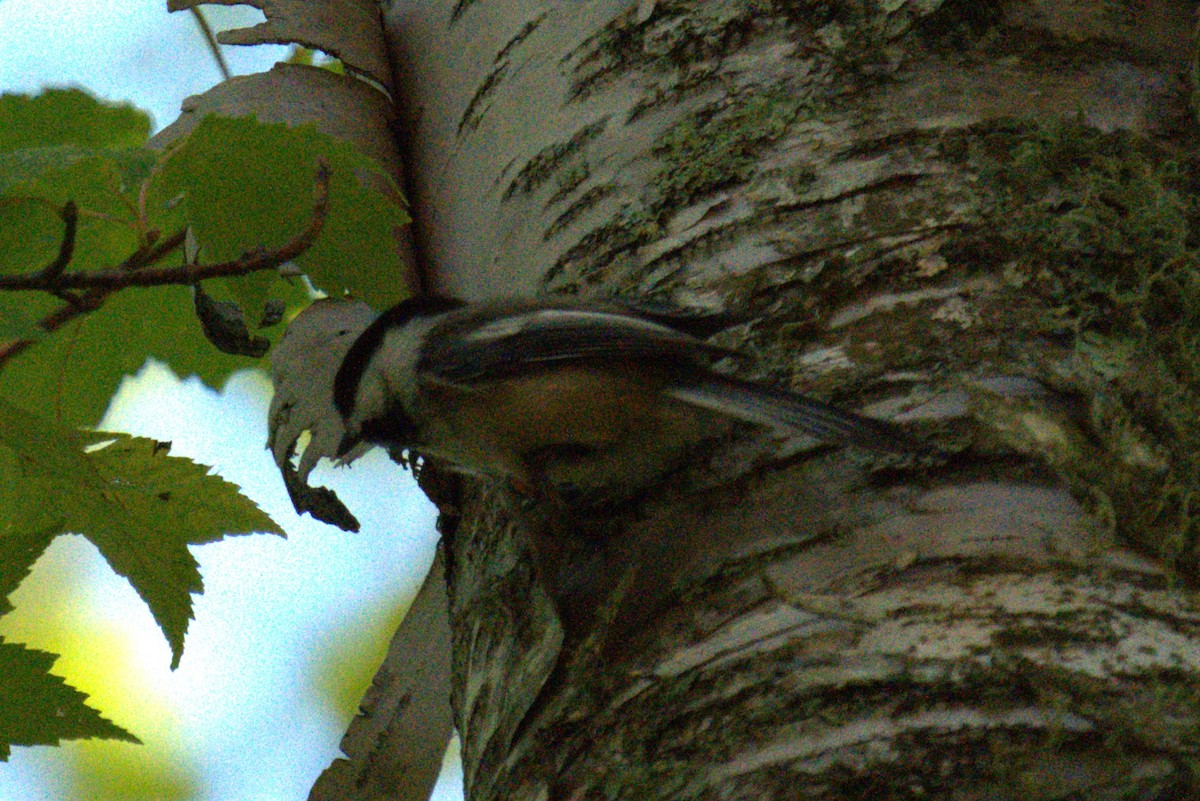 Black-capped Chickadee - ML642779321