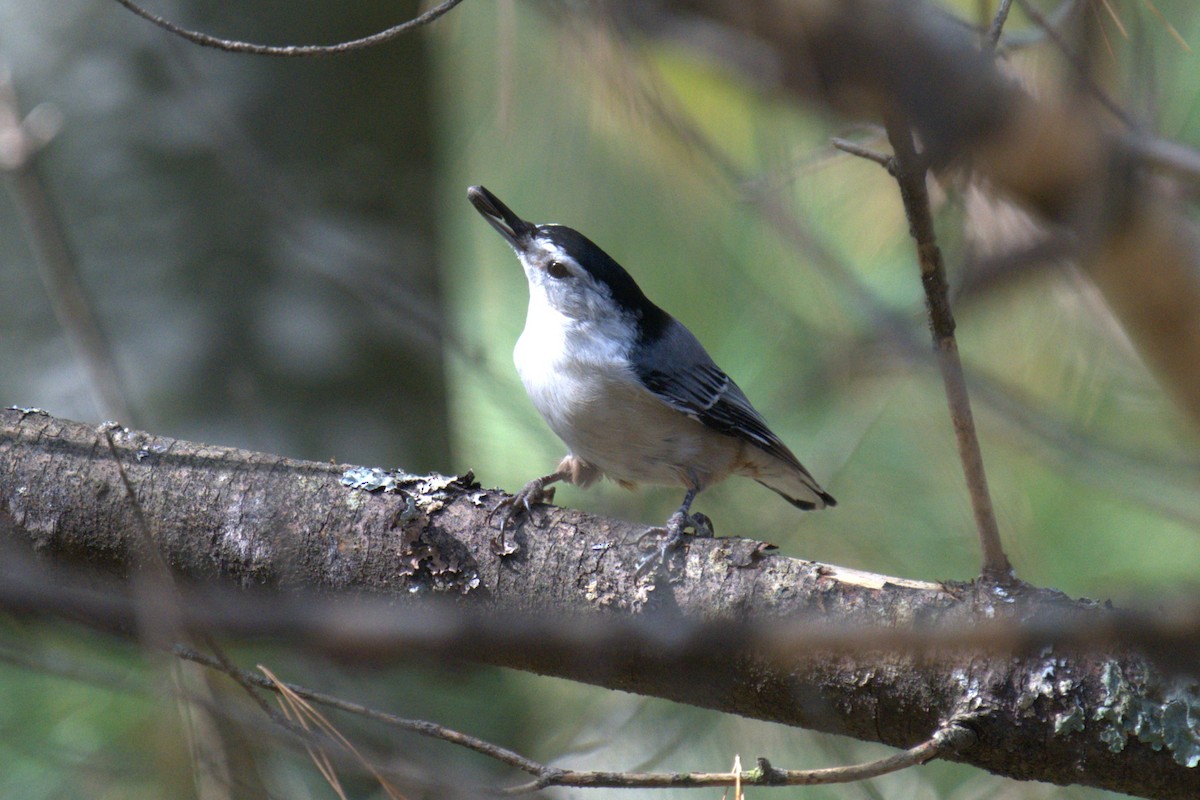 White-breasted Nuthatch - ML642779343
