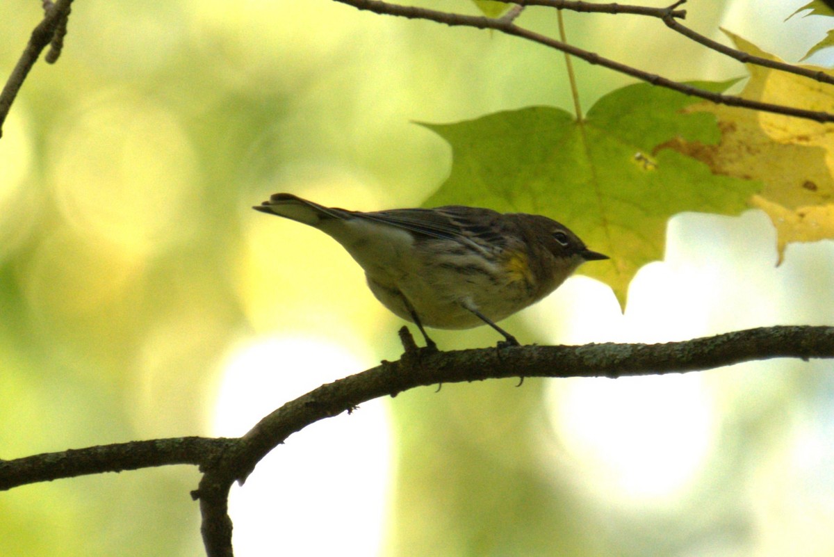 Yellow-rumped Warbler - ML642779363