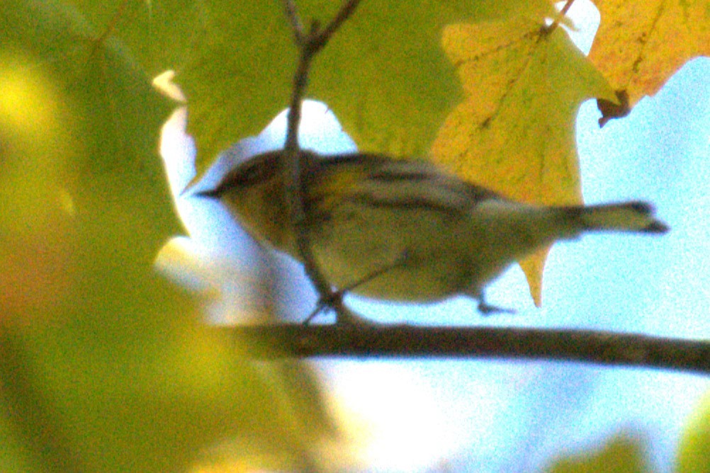Yellow-rumped Warbler - ML642779364