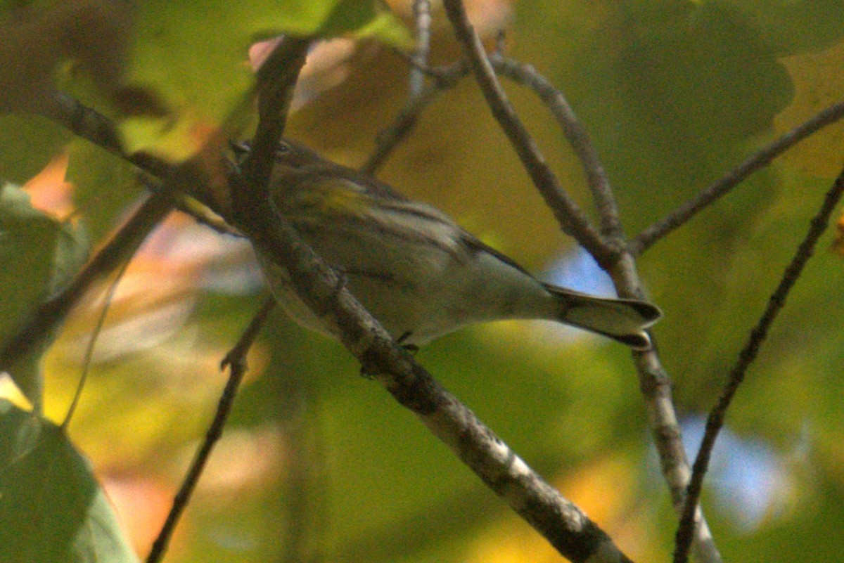 Yellow-rumped Warbler - ML642779365