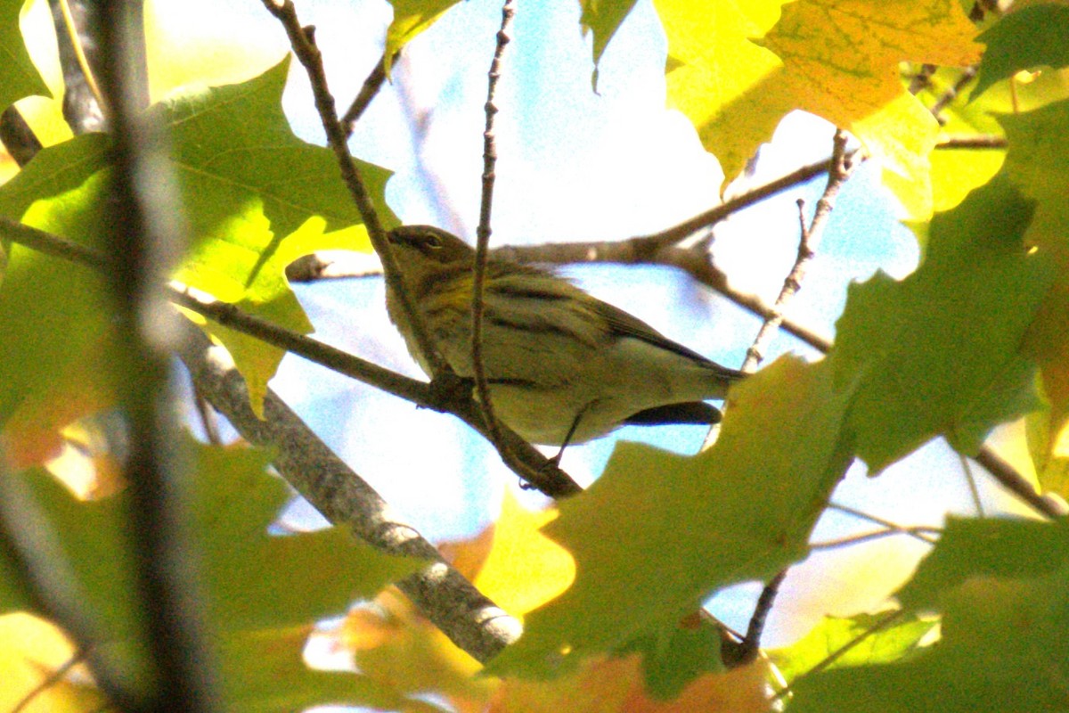Yellow-rumped Warbler - ML642779366