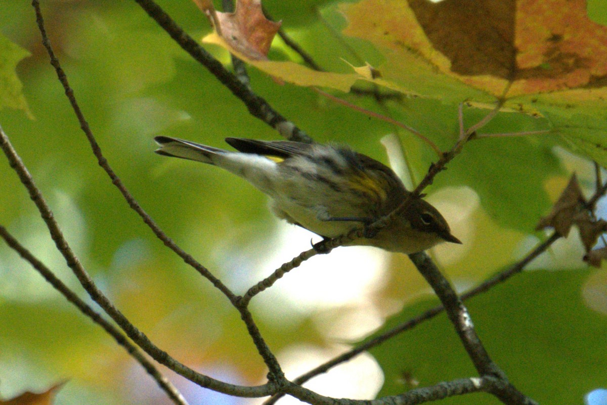 Yellow-rumped Warbler - ML642779367