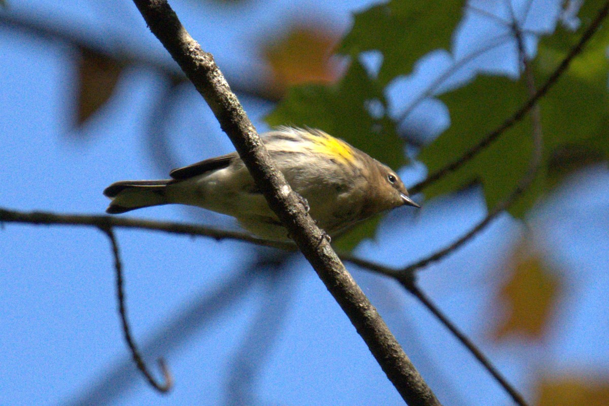 Yellow-rumped Warbler - ML642779368