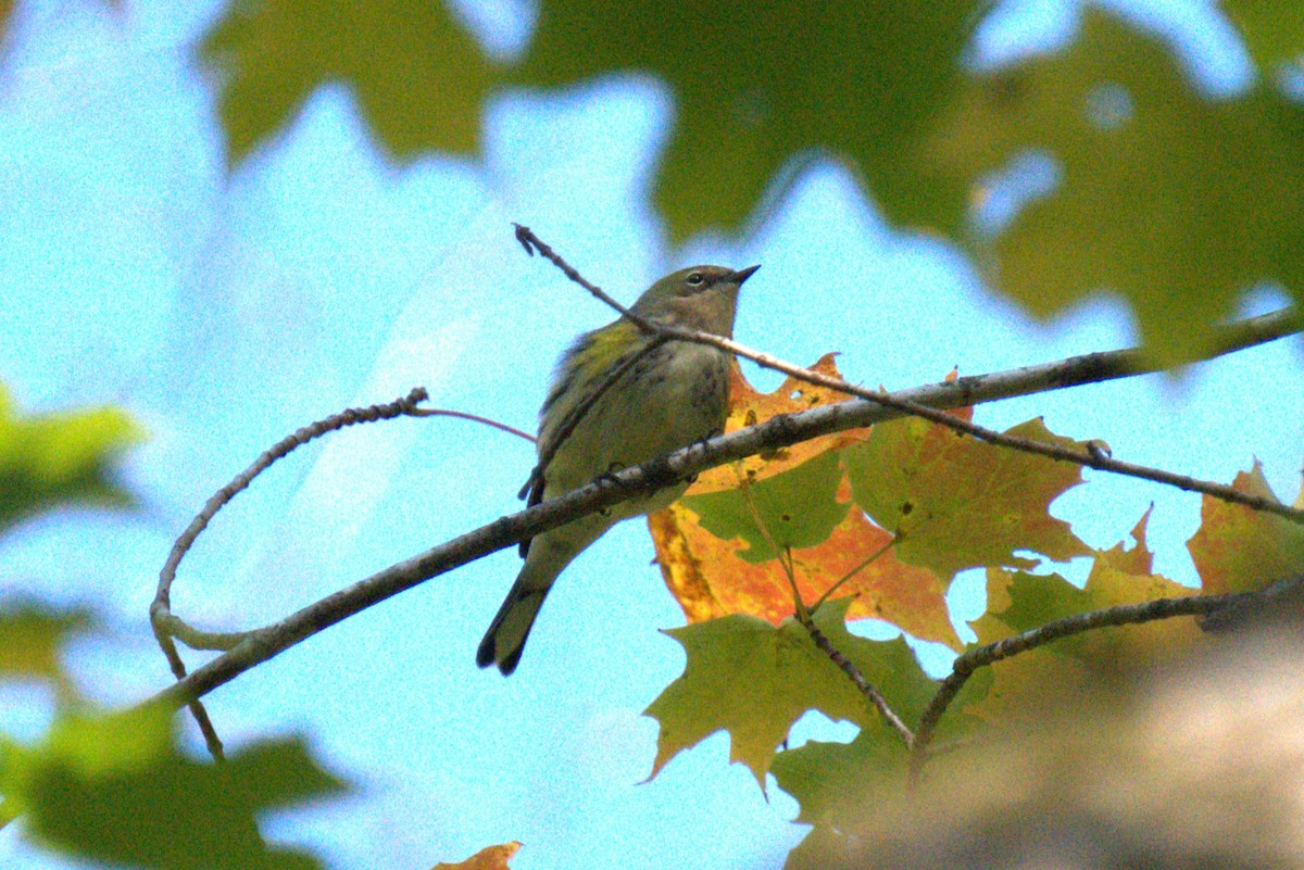 Yellow-rumped Warbler - ML642779369