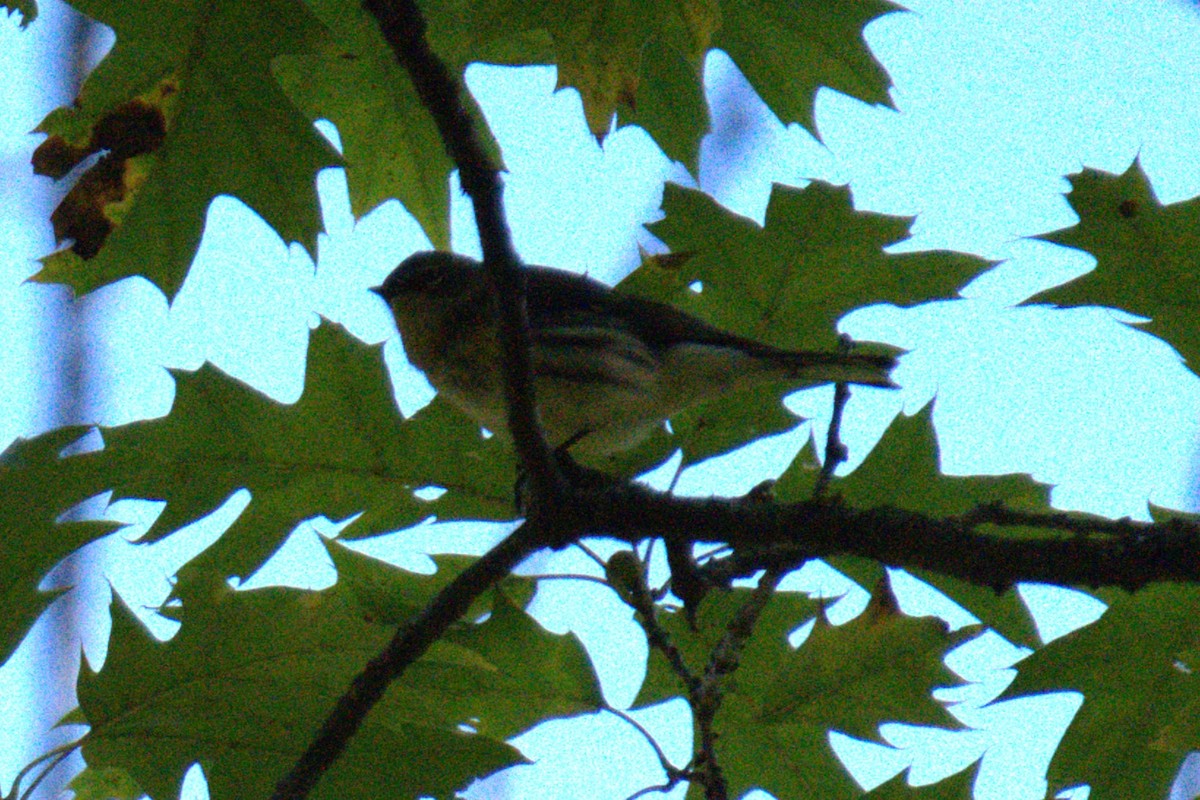 Yellow-rumped Warbler - ML642779370