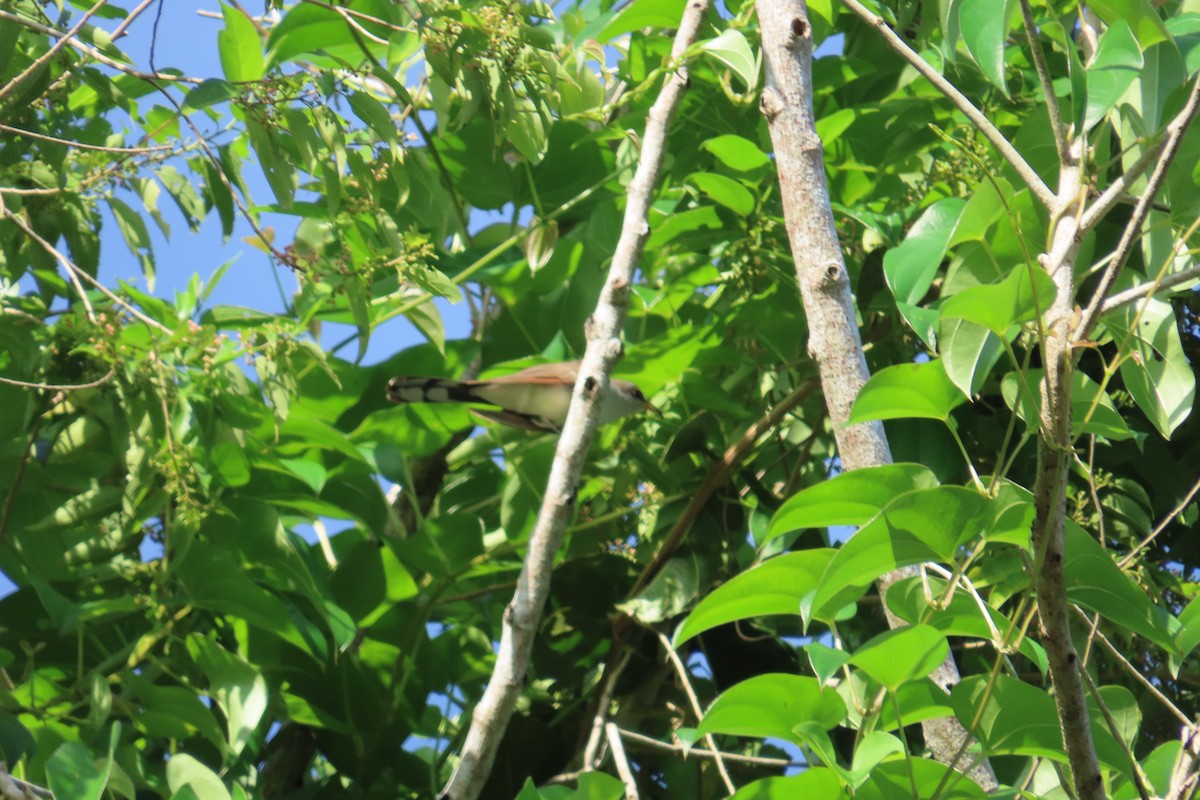 Yellow-billed Cuckoo - ML642779380