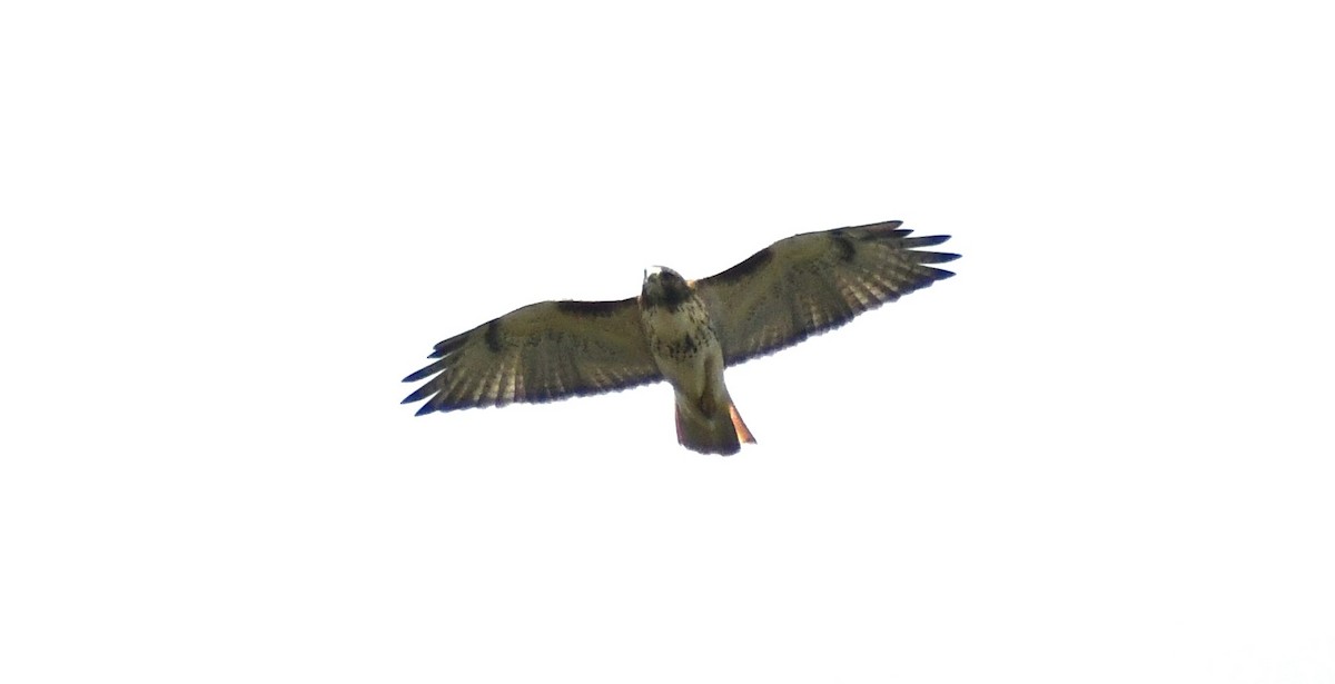 Red-tailed Hawk (borealis) - ML642779388