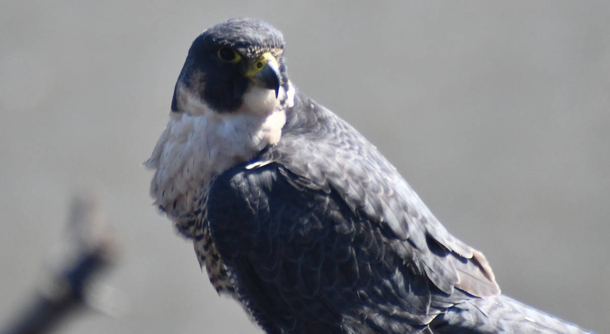 Peregrine Falcon - ML642779392