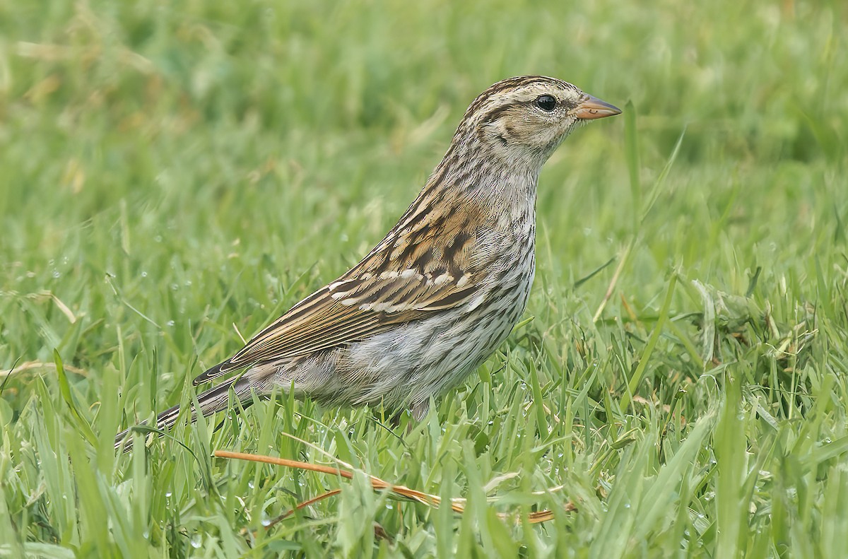 Chipping Sparrow - ML642779393