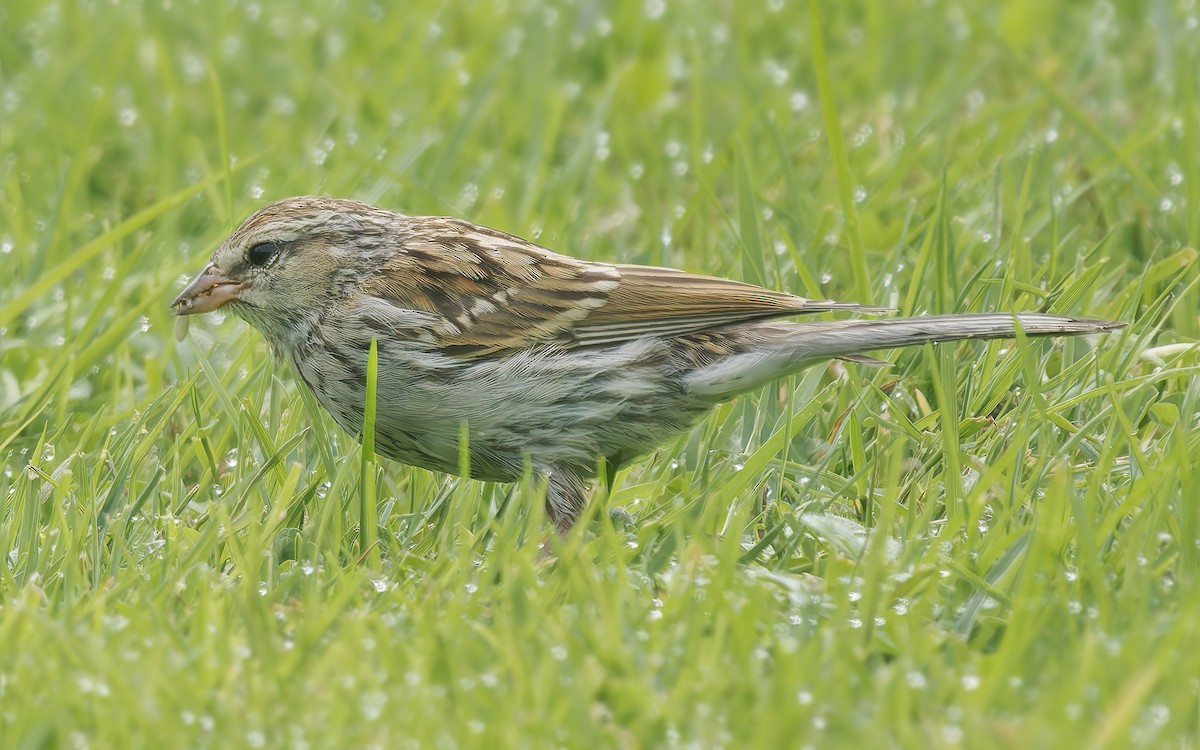 Chipping Sparrow - ML642779394