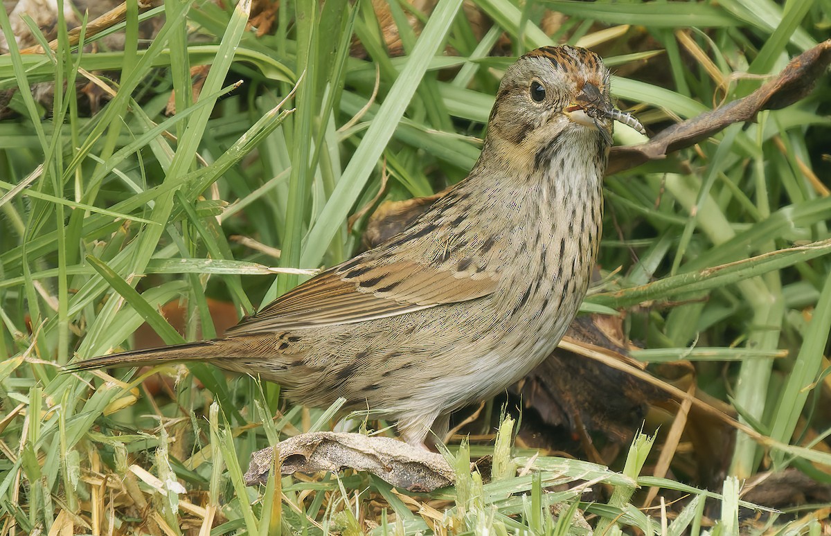 Lincoln's Sparrow - ML642779398