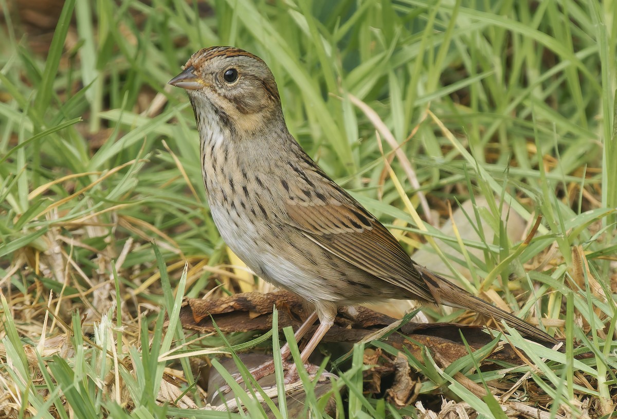 Lincoln's Sparrow - ML642779399