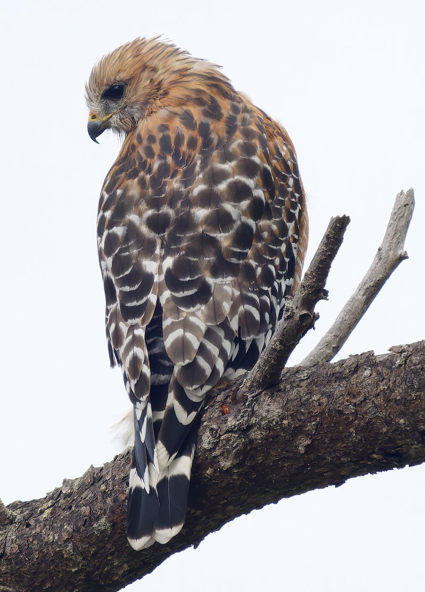 Red-shouldered Hawk - ML642779404