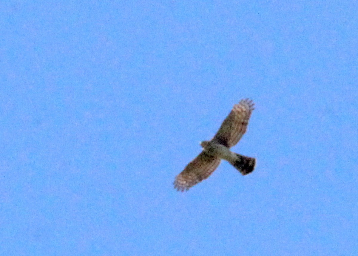 Cooper's Hawk - ML642779413