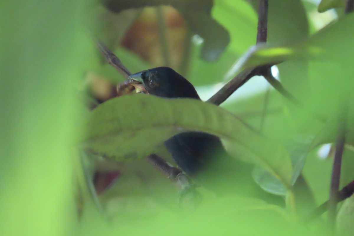 Blue-black Grosbeak - ML642779423