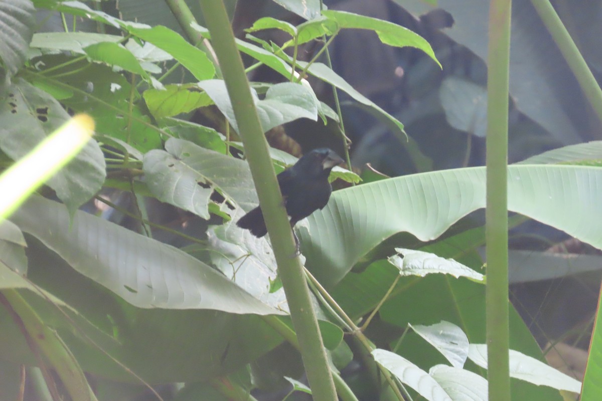 Blue-black Grosbeak - ML642779424