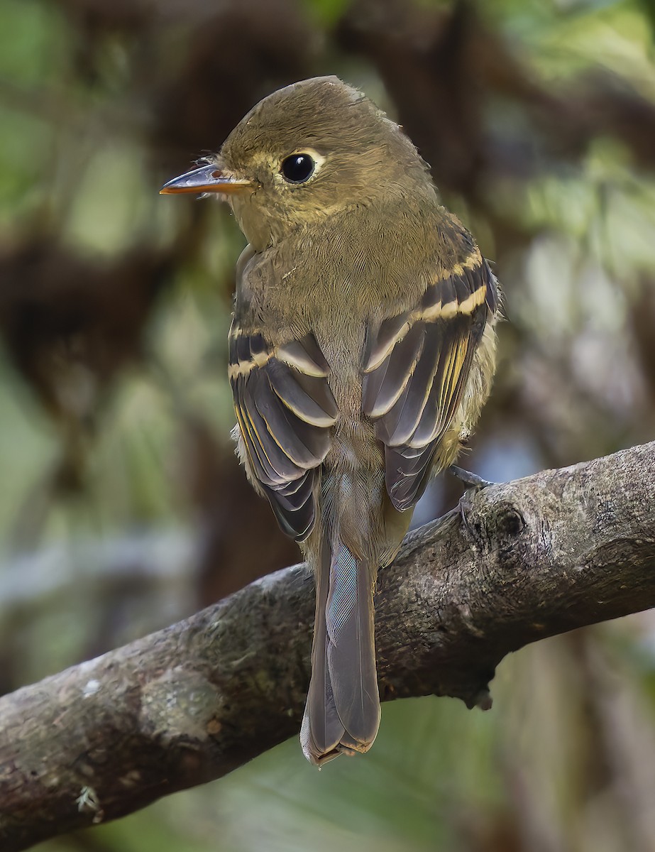 Western Flycatcher - ML642779432