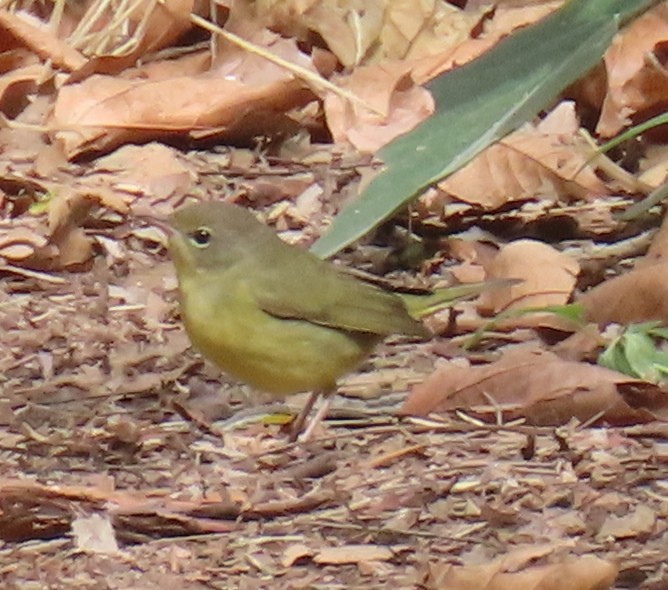 Graukopf-Waldsänger - ML642779433