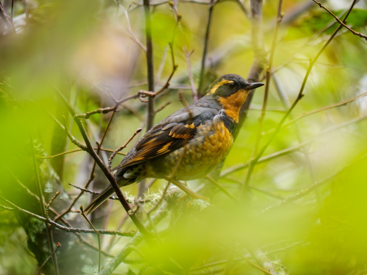 Varied Thrush - ML642779434
