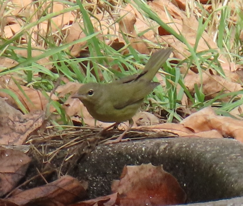 Graukopf-Waldsänger - ML642779440