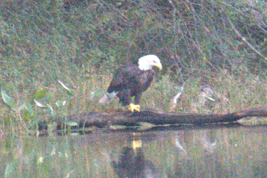 Bald Eagle - ML642779444