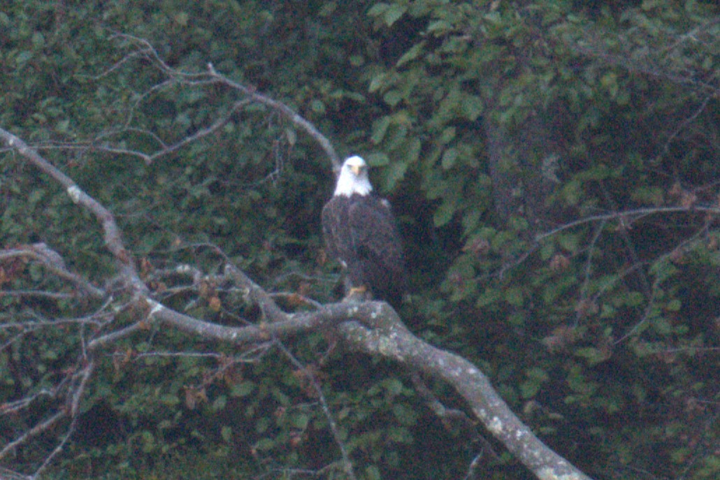 Bald Eagle - ML642779445