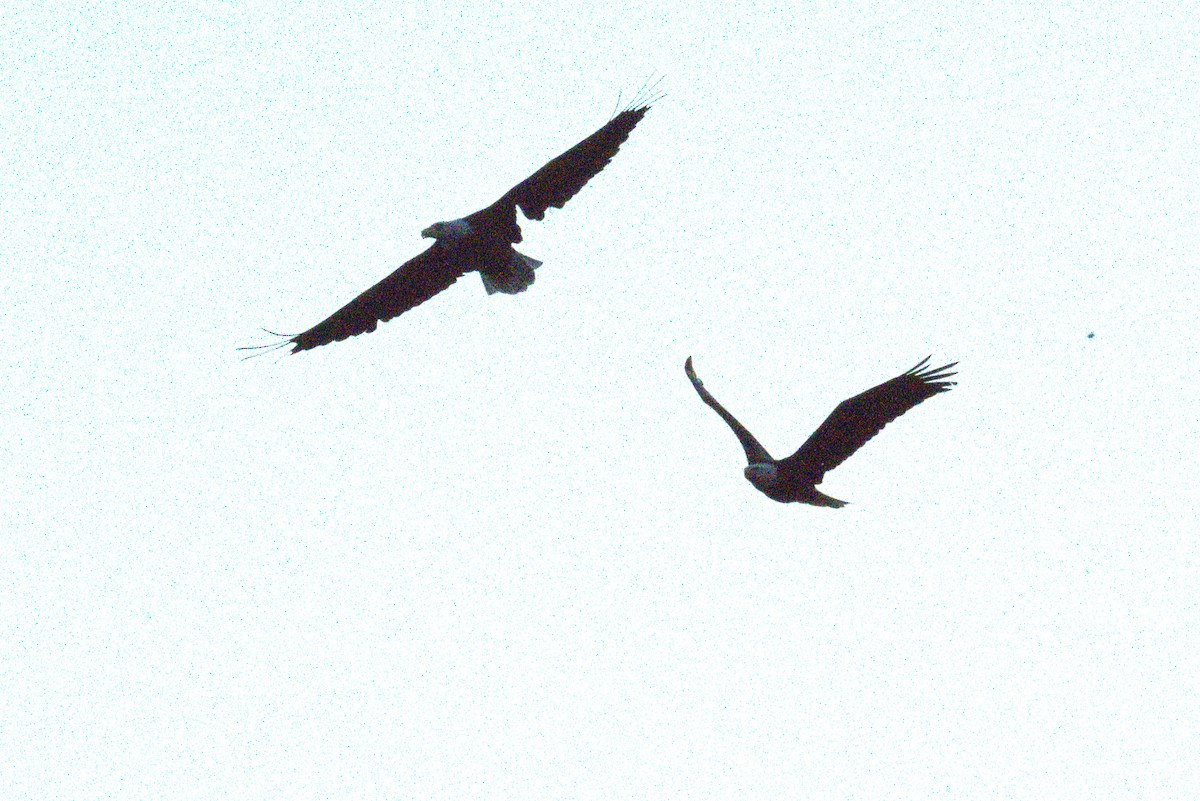 Bald Eagle - ML642779446